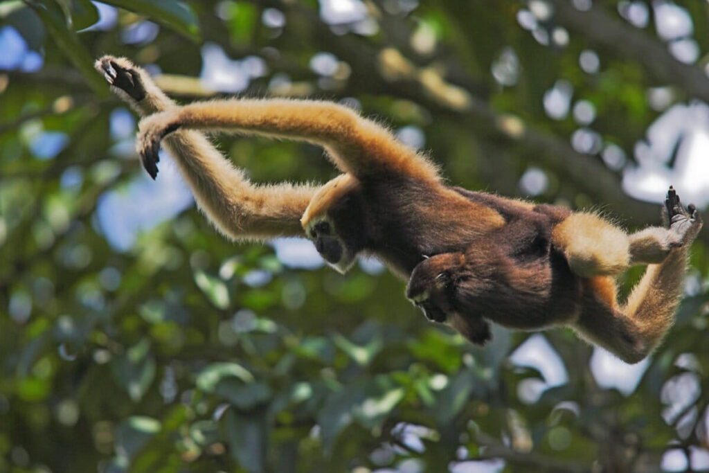 Hoolock Gibbons 1200x800.jpg