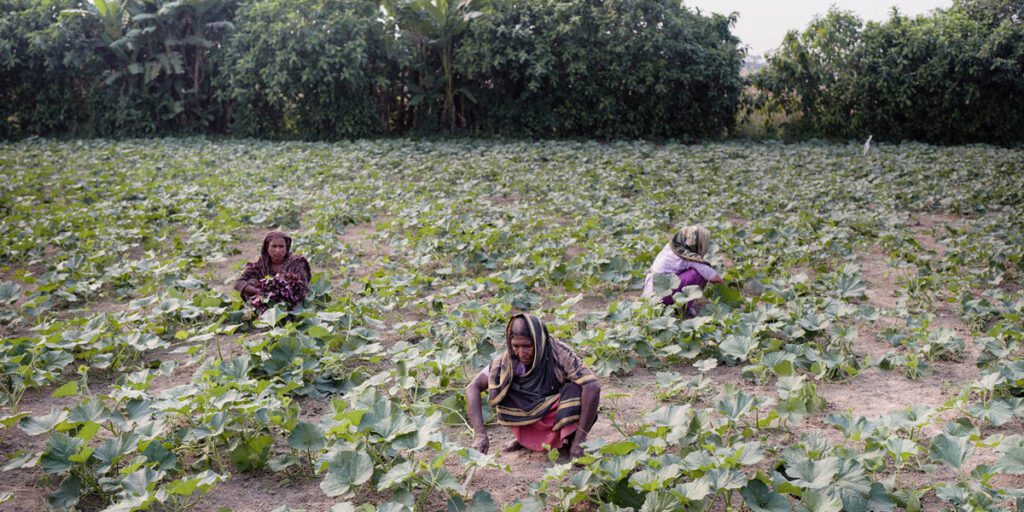 Adb climate resilient inclusive development crid bangladesh farmer .jpg