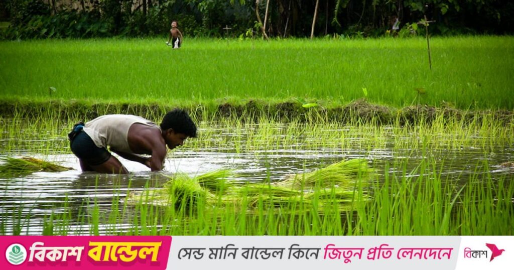 Bangladesh rice farming main 6d2fdd0b3e4b7623407045ebbec50c76.jpg